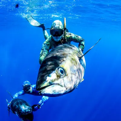 spearoway image spearfishing